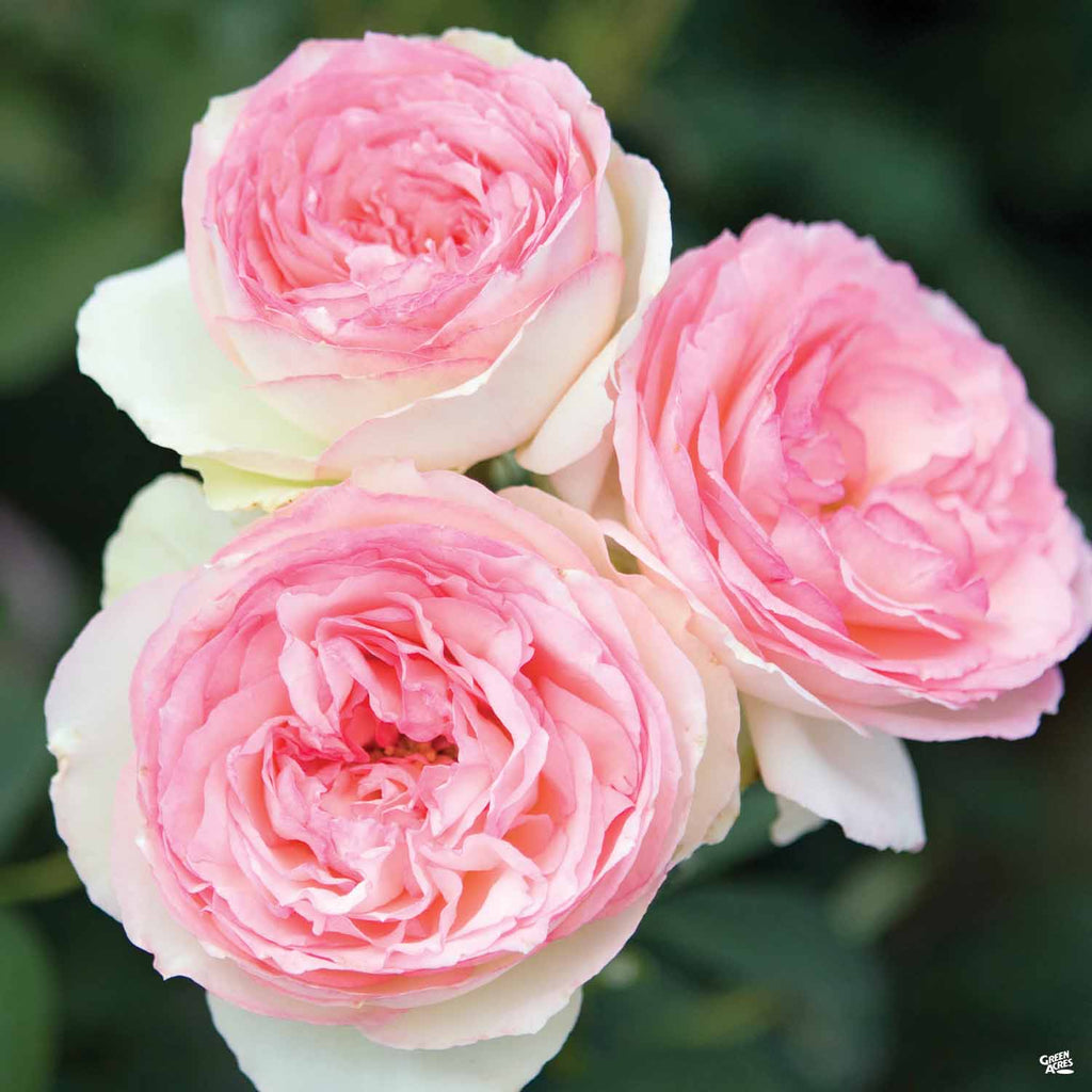 Eden Climbing Rose 5 Gal