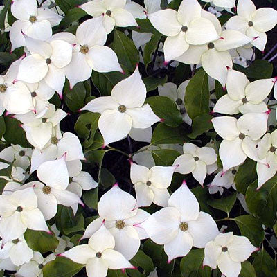 Snow Tower Dogwood 10 Gal