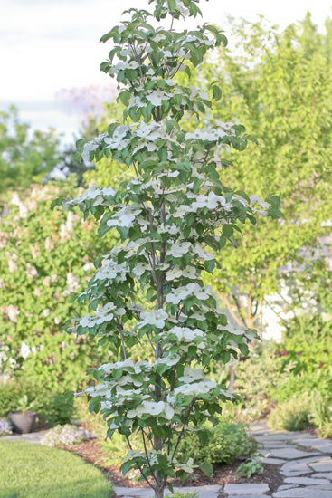 Starlight Dogwood