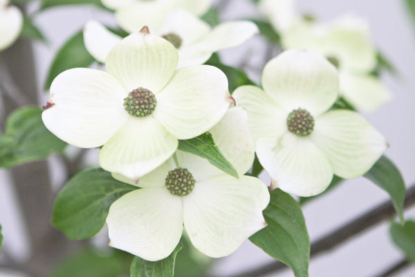 Starlight Dogwood