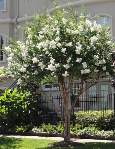 Acoma Crapemyrtle