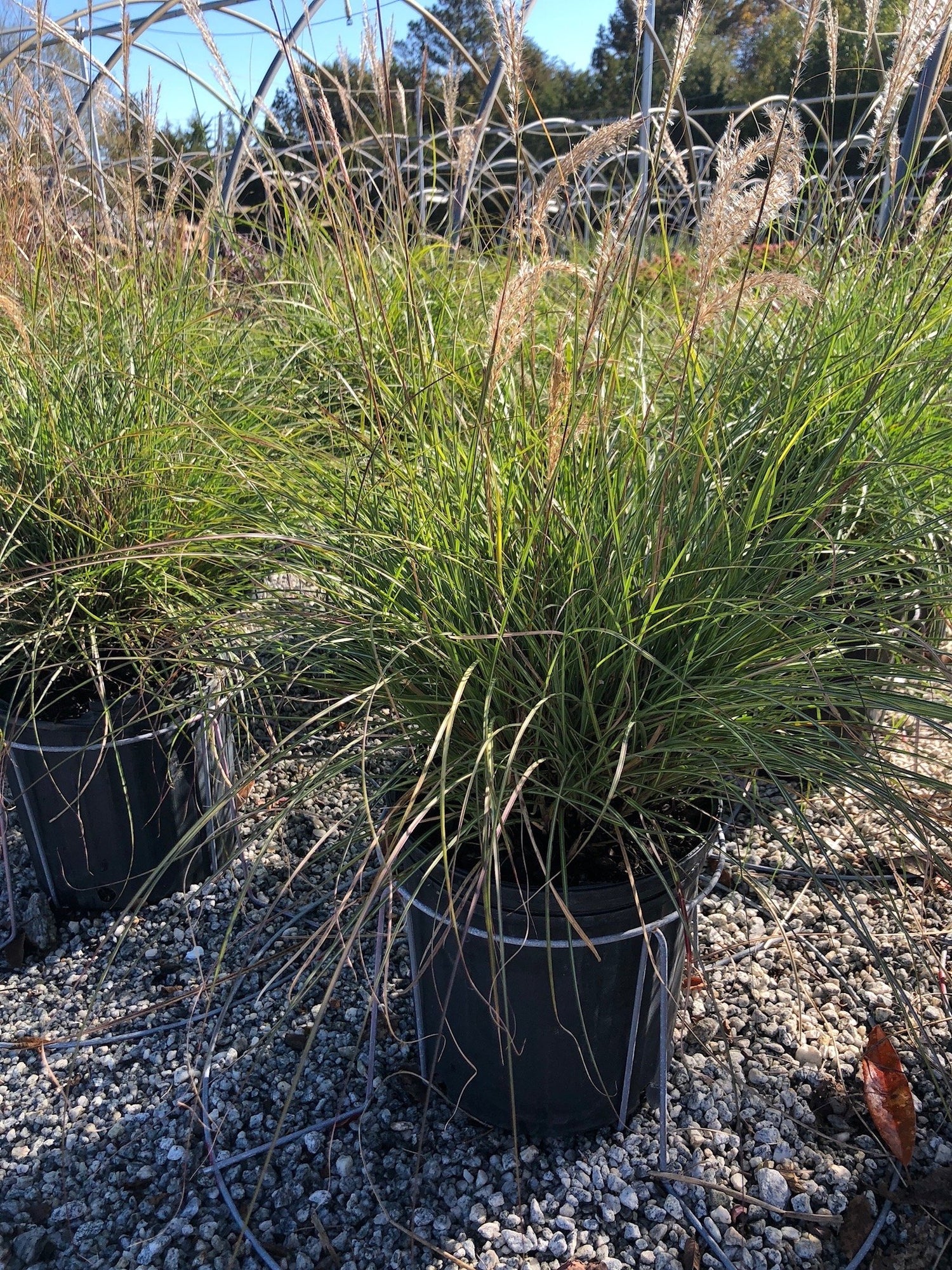 Adagio Maiden Grass 3 Gal