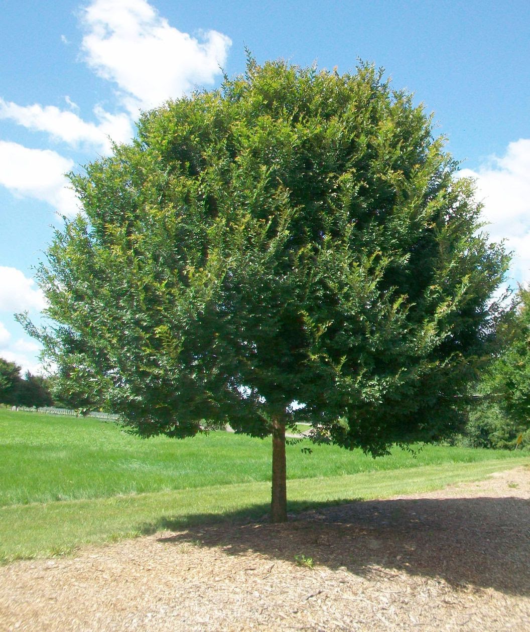 Allee Elm