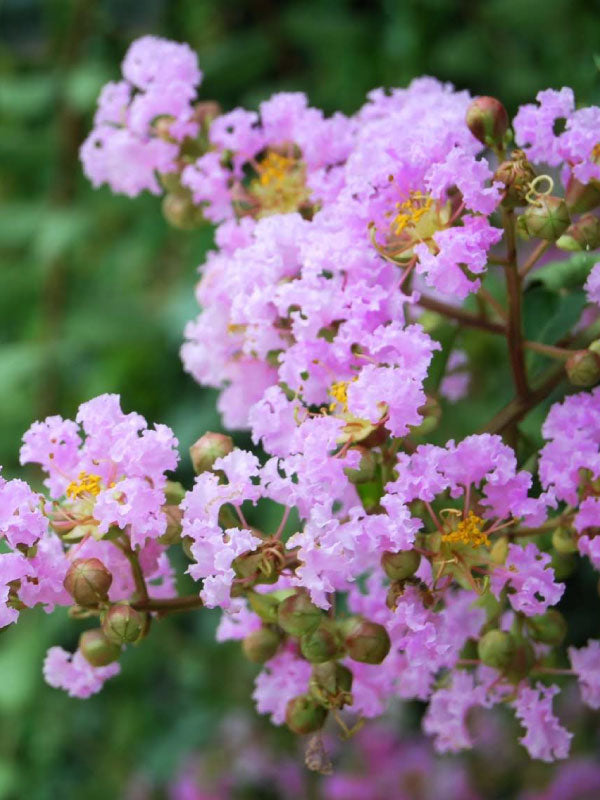 Muskogee Crapemyrtle 15 Gal