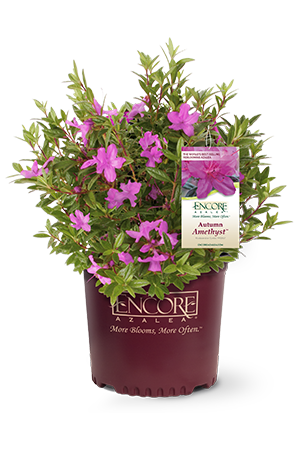 Autumn Amethyst Encore Azalea 2&3 Gal