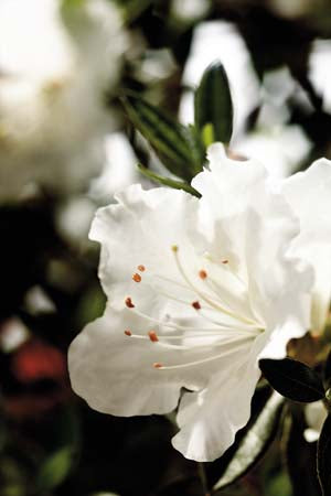 Autumn Angel Encore Azalea 2&3 Gal