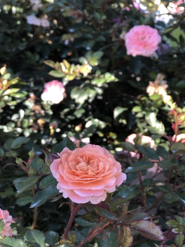 Apricot Drift Rose 2&3 Gal
