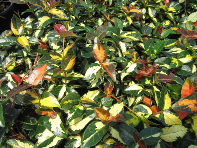 Summer Sunset Asiatic Jasmine 1 Gal