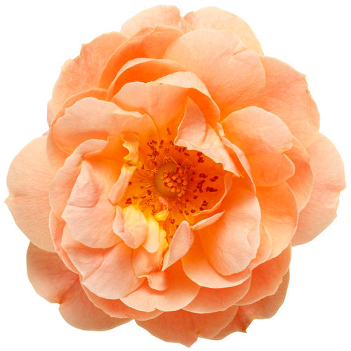 At Last Rose 2 Gal