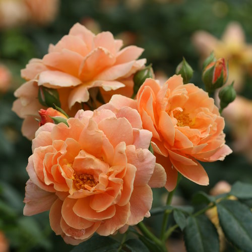 At Last Rose 2 Gal