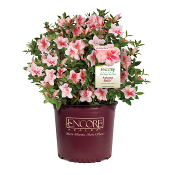 Autumn Belle Encore Azalea 2&3 Gal