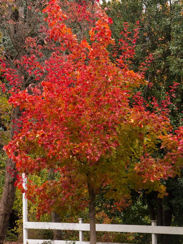 Autumn Blaze Maple