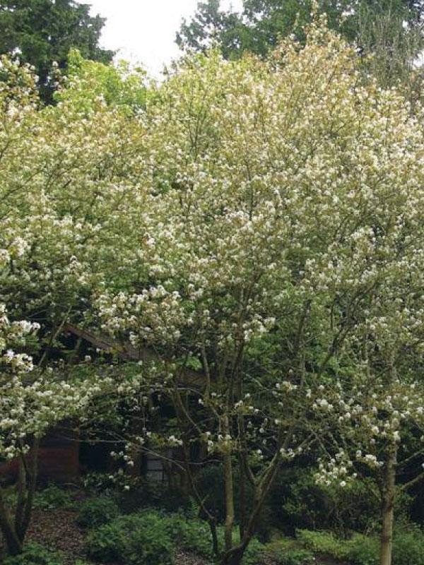 Autumn Brilliance Serviceberry 15 Gal