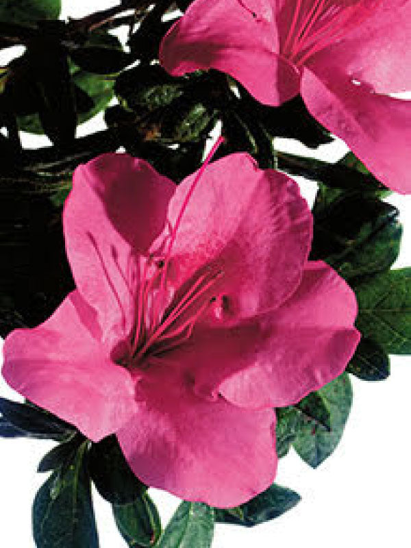 Autumn Carnival Encore Azalea 2&3 Gal
