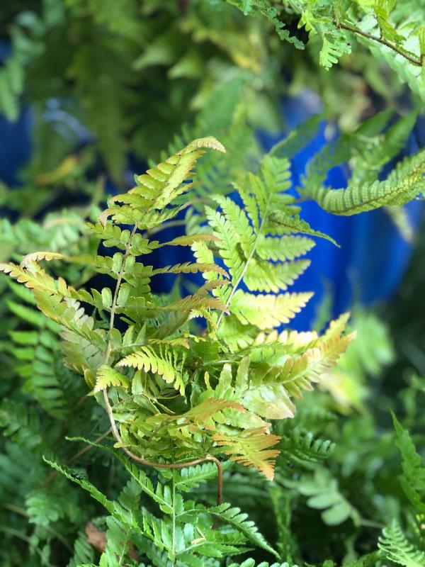 Autumn Fern