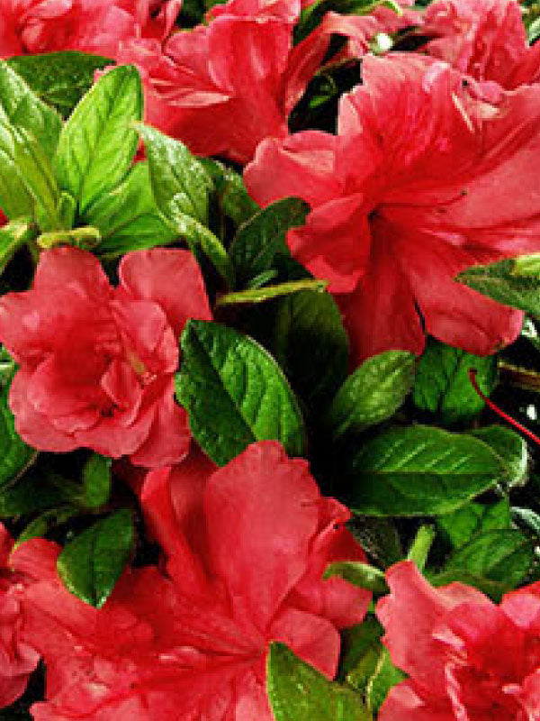 Autumn Monarch Encore Azalea 2&3 Gal