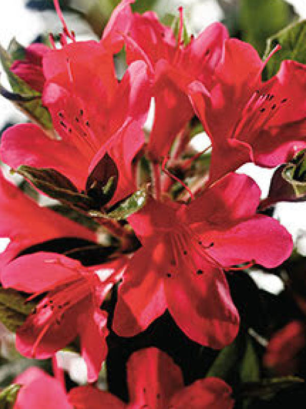 Autumn Ruby Encore Azalea 2&3 Gal