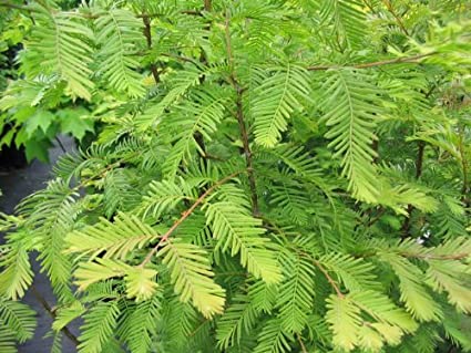 Bald Cypress