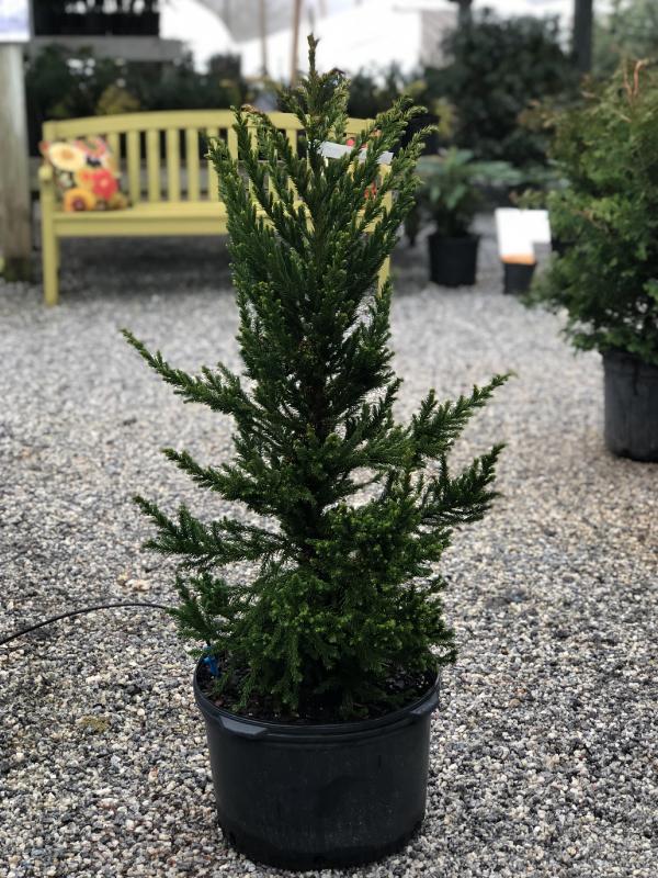 Black Dragon Cryptomeria