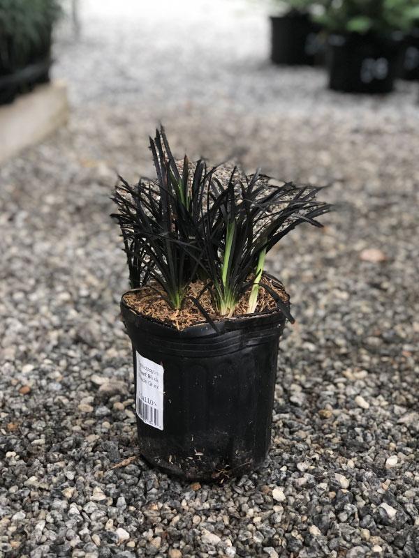 Black Mondo Grass 1 Gal