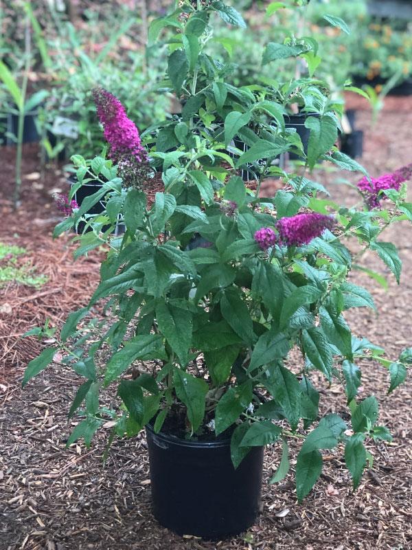 Blaze Pink Butterfly Bush 3 Gal