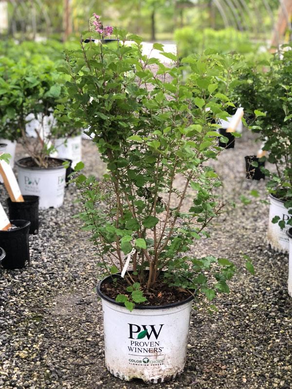 lavender lilac tree Bloomerang Lilac – Lichtenfelt's