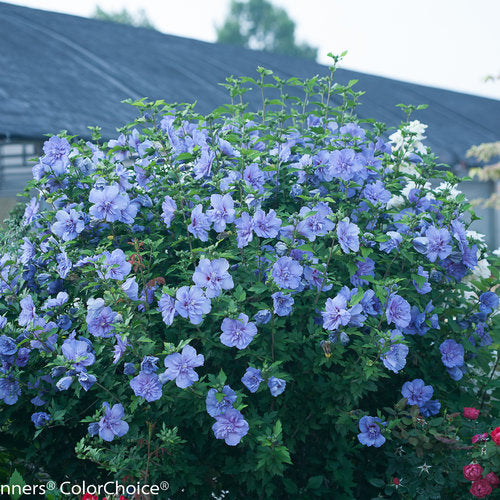 Blue Chiffon Rose of Sharon 2&3 Gal