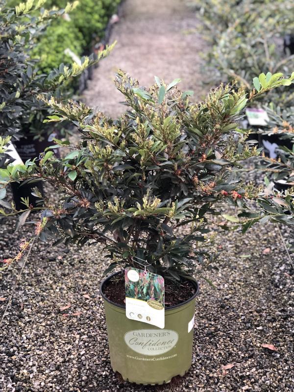 Blue Cascade Distylium 3 Gal