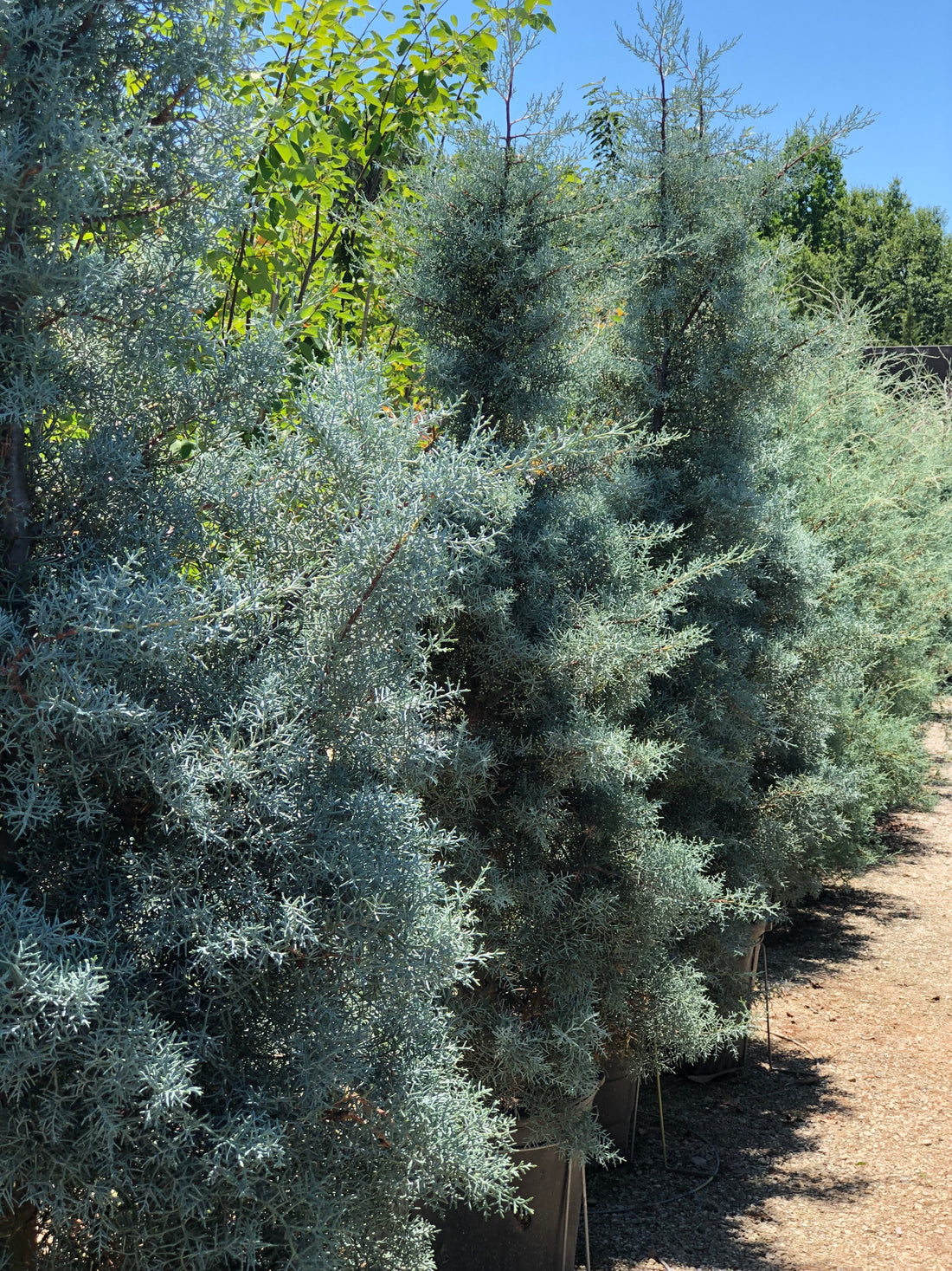 Blue Ice Arizona Cypress