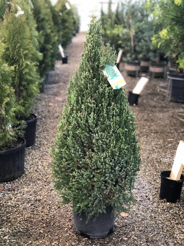 Blue Point Juniper