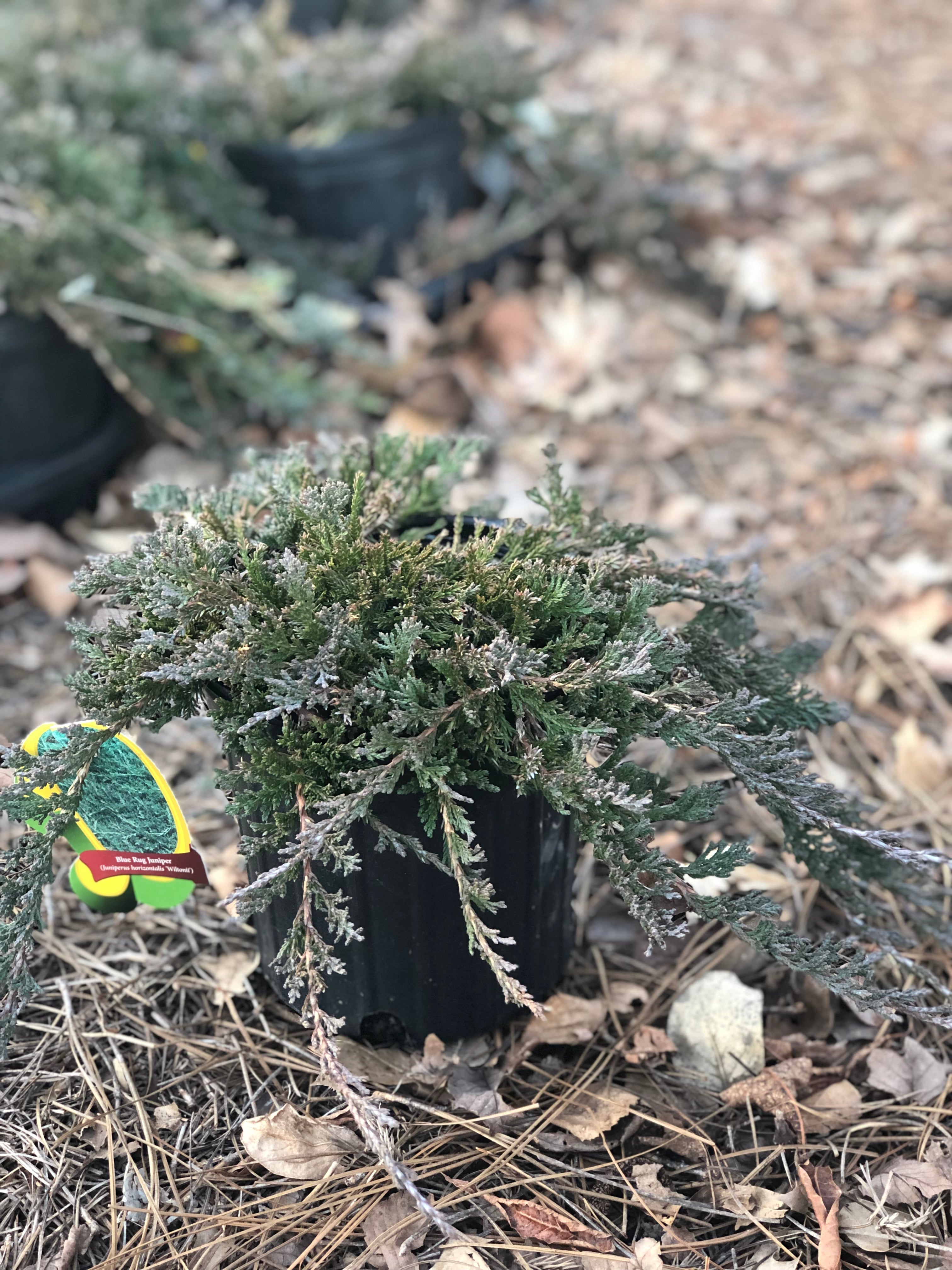 Blue Rug Juniper 1 Gal