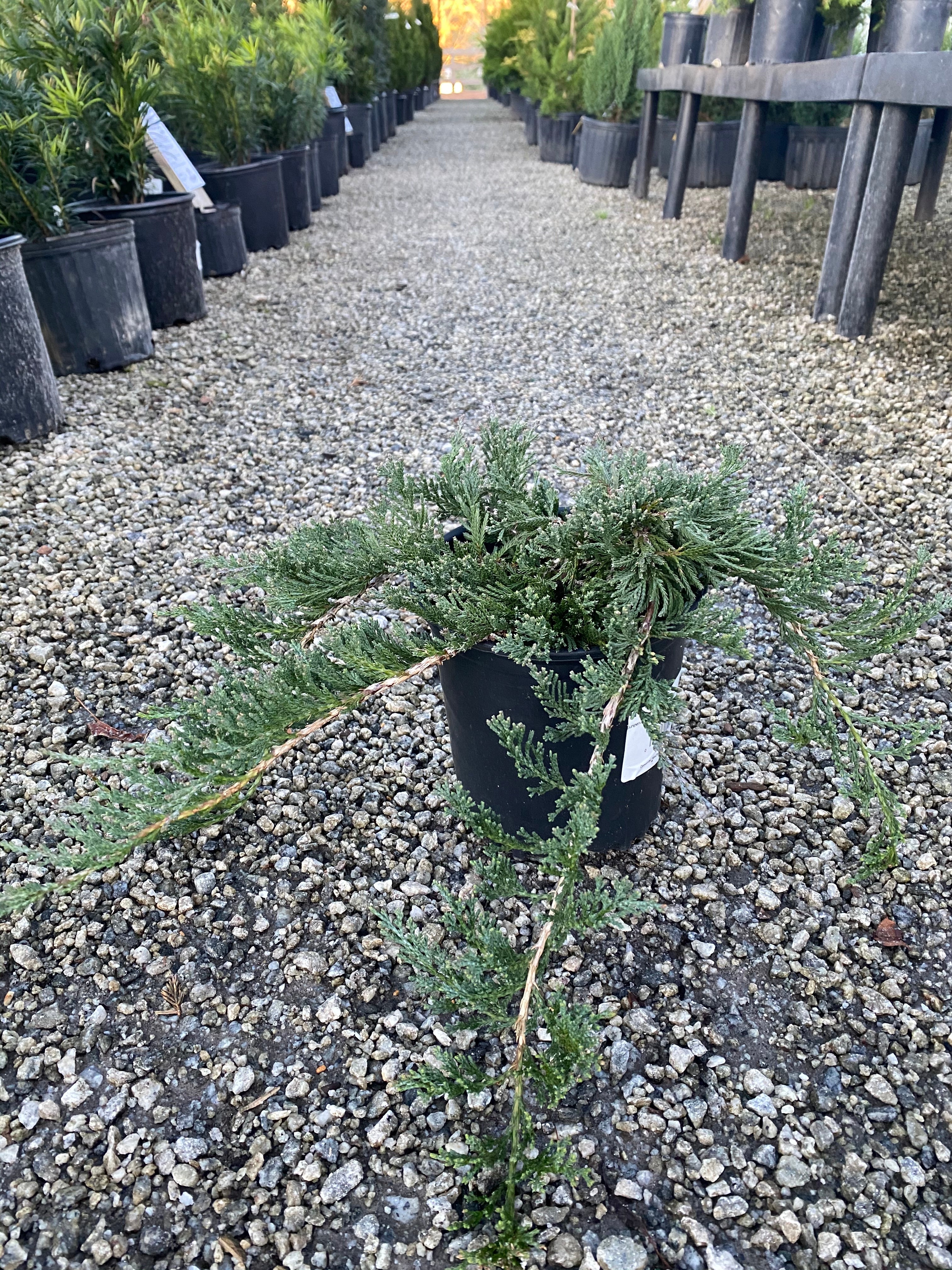 Blue Rug Juniper 1 Gal