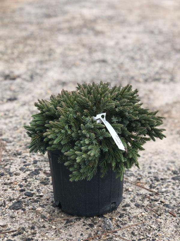 Blue Star Juniper 1 Gal