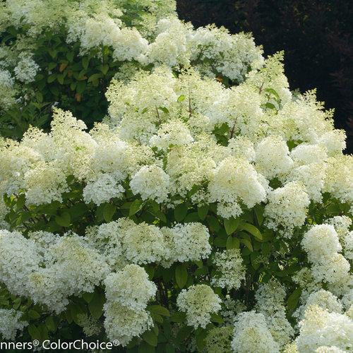 Bobo Hydrangea 2&3 Gal