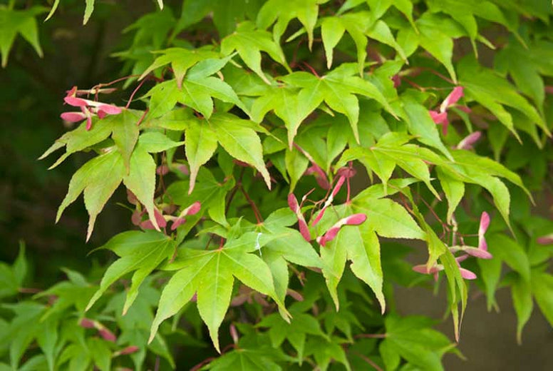 Osakasuki Japanese Maple 15 Gal