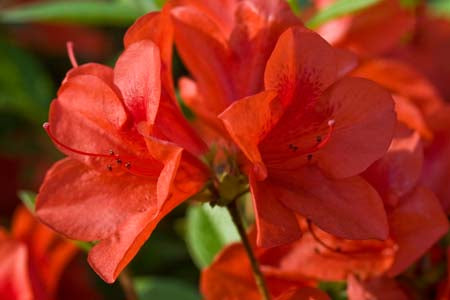 Autumn Bravo Encore Azalea 2&3 Gal