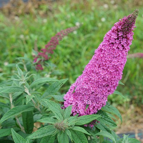 Pugster Pinker Butterfly Bush 3 Gal