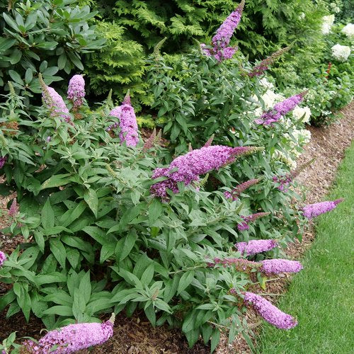 Pugster Pinker Butterfly Bush 3 Gal
