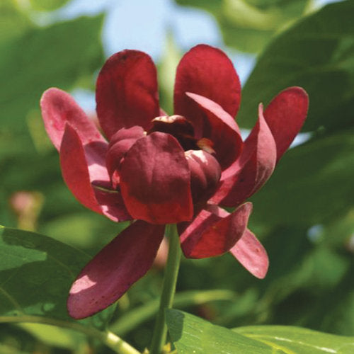 Aphrodite Sweetshrub 3 Gal