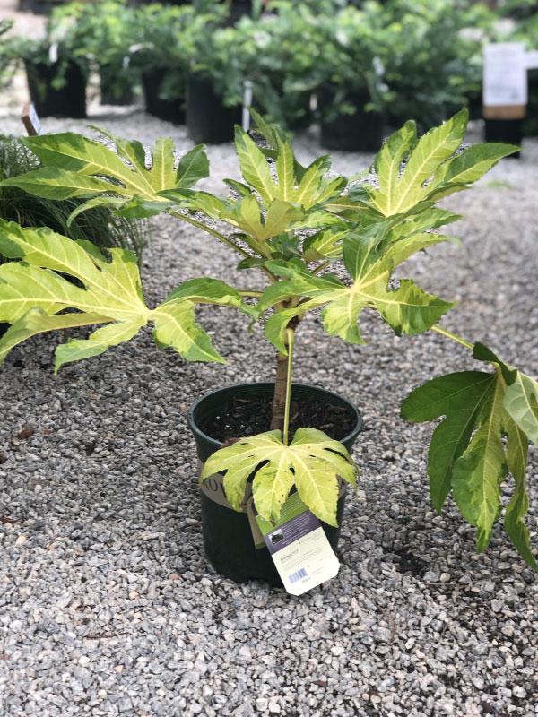 Camouflage Fatsia 3 Gal