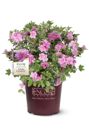 Autumn Carnation Encore Azalea 2&3 Gal