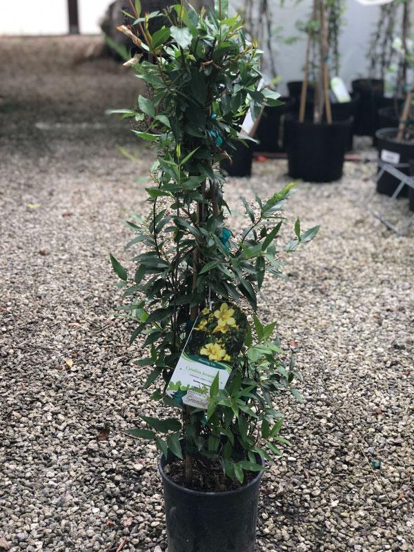 Carolina Jessamine
