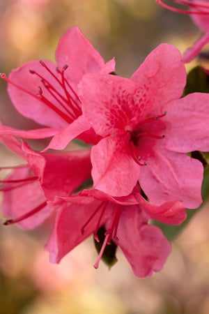 Autumn Cheer Encore Azalea 2&3 Gal