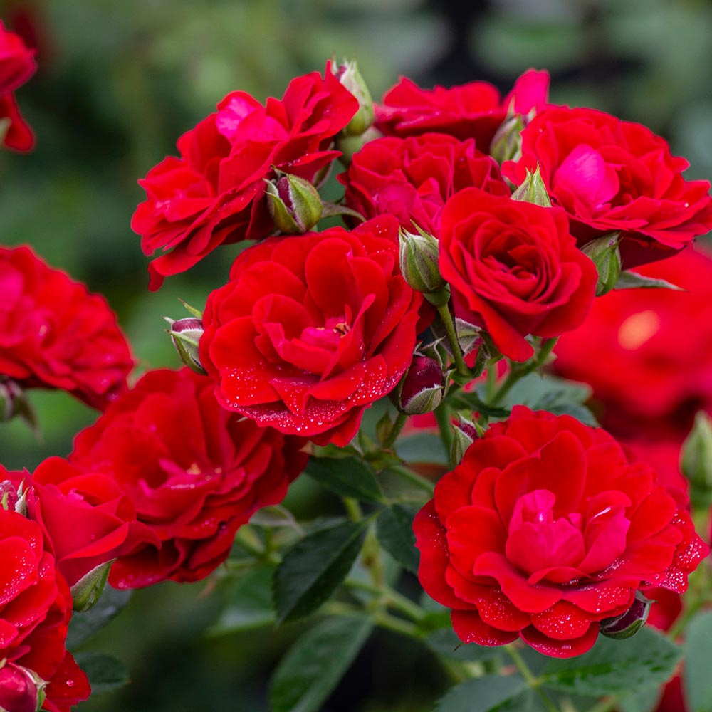 Cherry Frost Climbing Rose 5 Gal