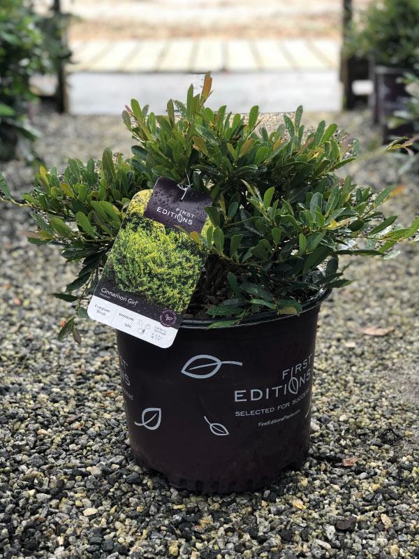cinnamon girl distylium companion plants Cinnamon Girl Distylium – Lichtenfelt's