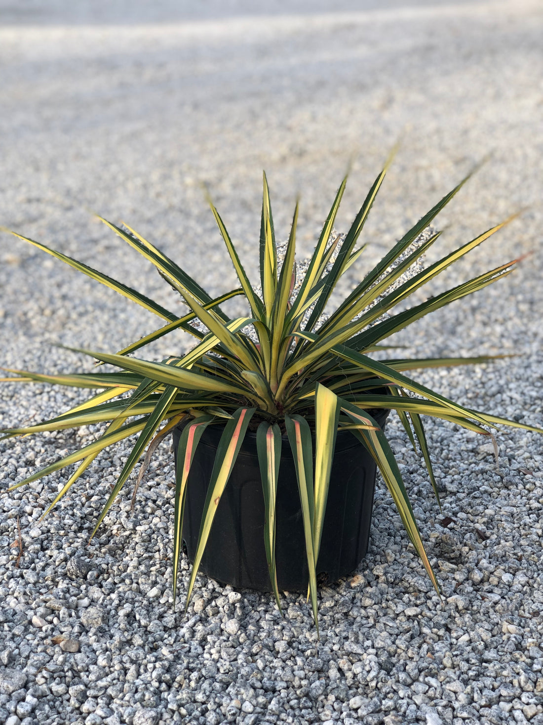 Color Guard Yucca 3 Gal