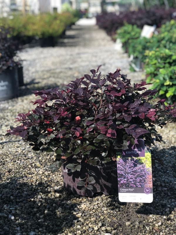Crimson Fire Loropetalum 3 Gal