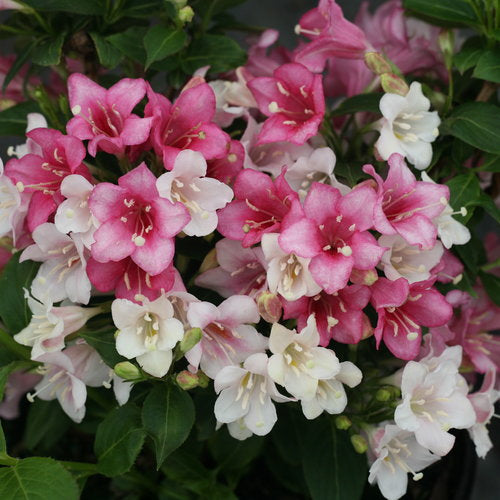 Czechmark Trilogy Weigela 3 Gal