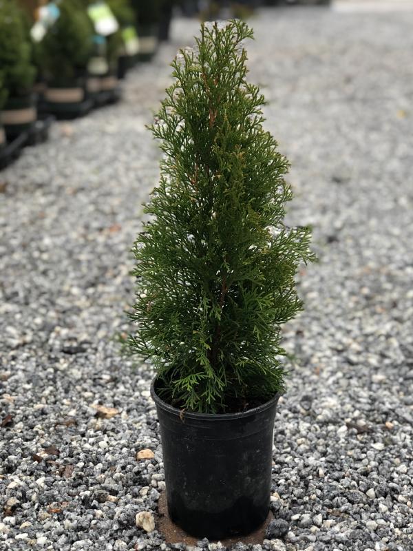 Emerald Green Arborvitae