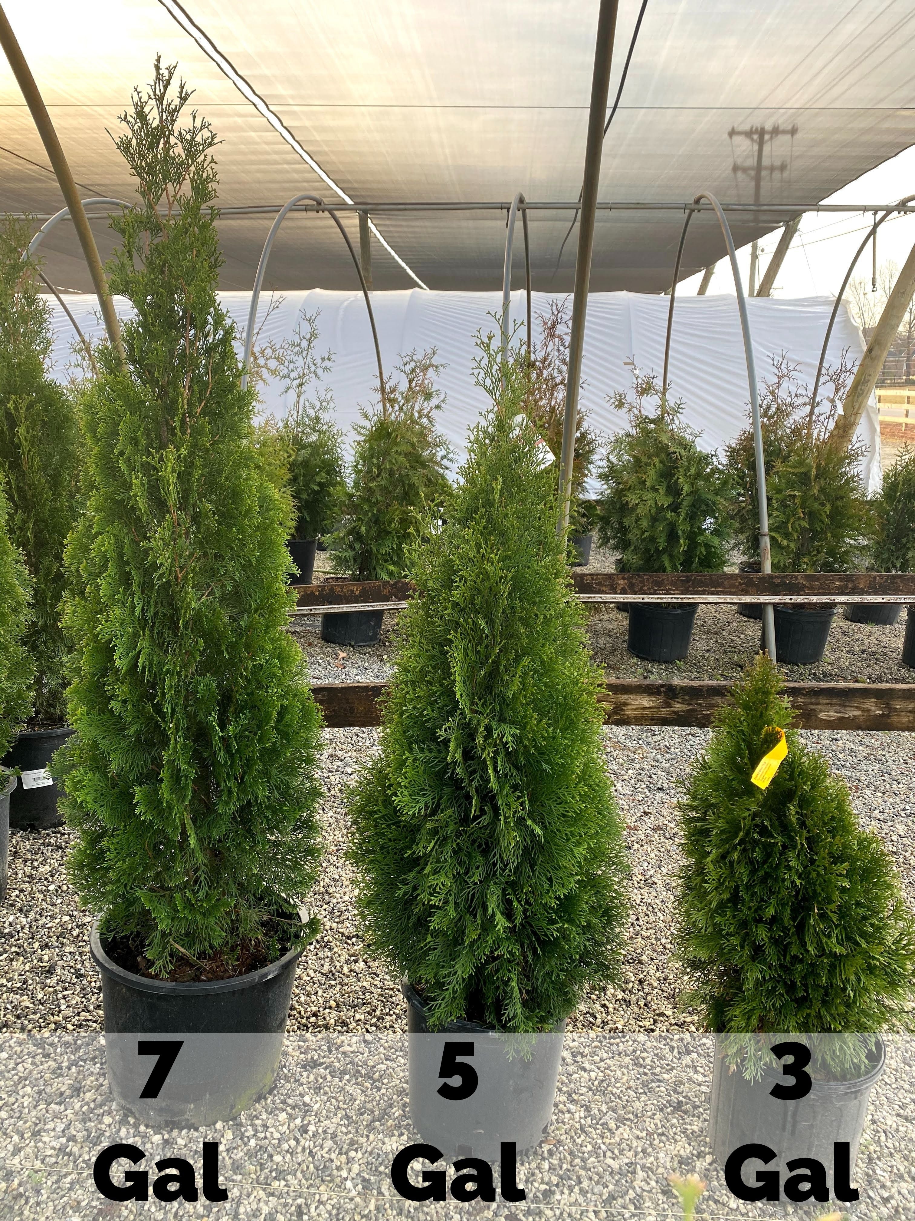 Emerald Green Arborvitae